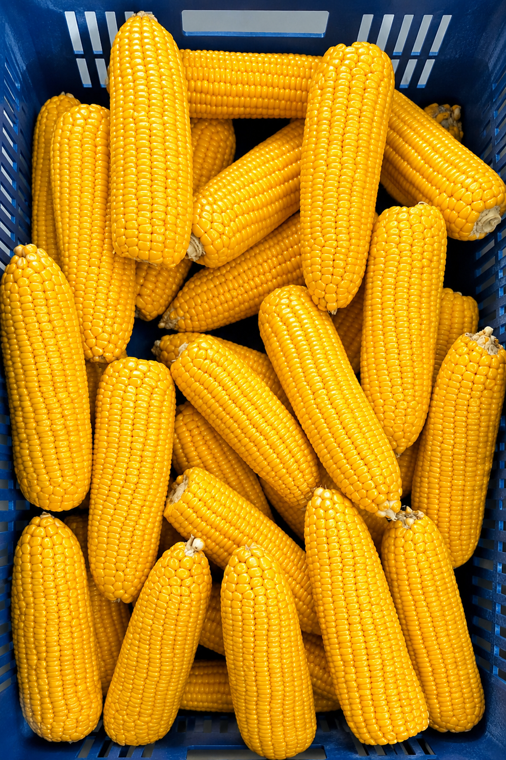 Processed Corn